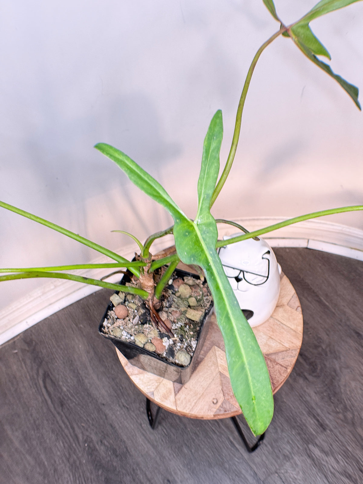 Philodendron Longilobatum Miyano Lelano