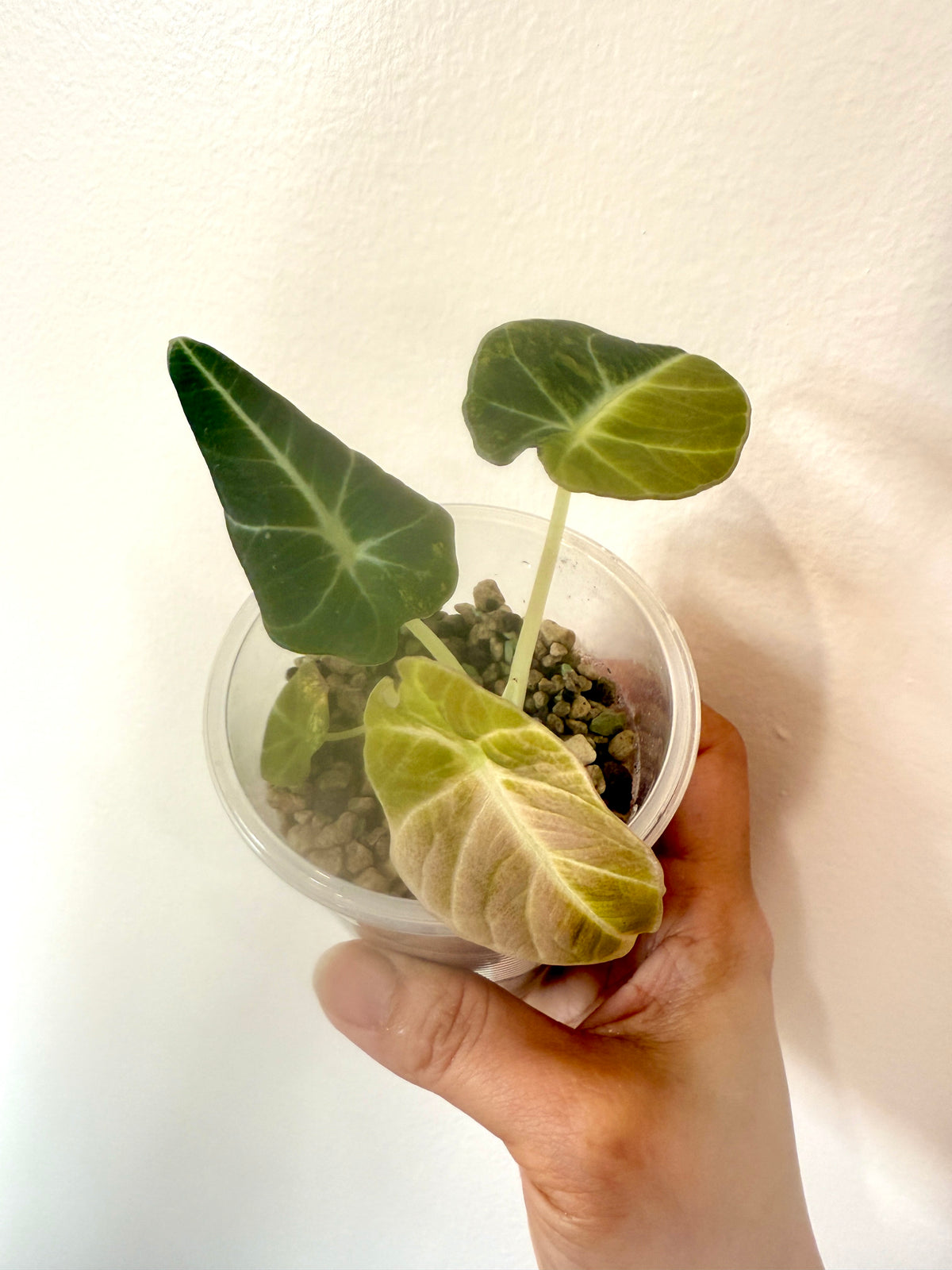 Alocasia Black Velvet Gold