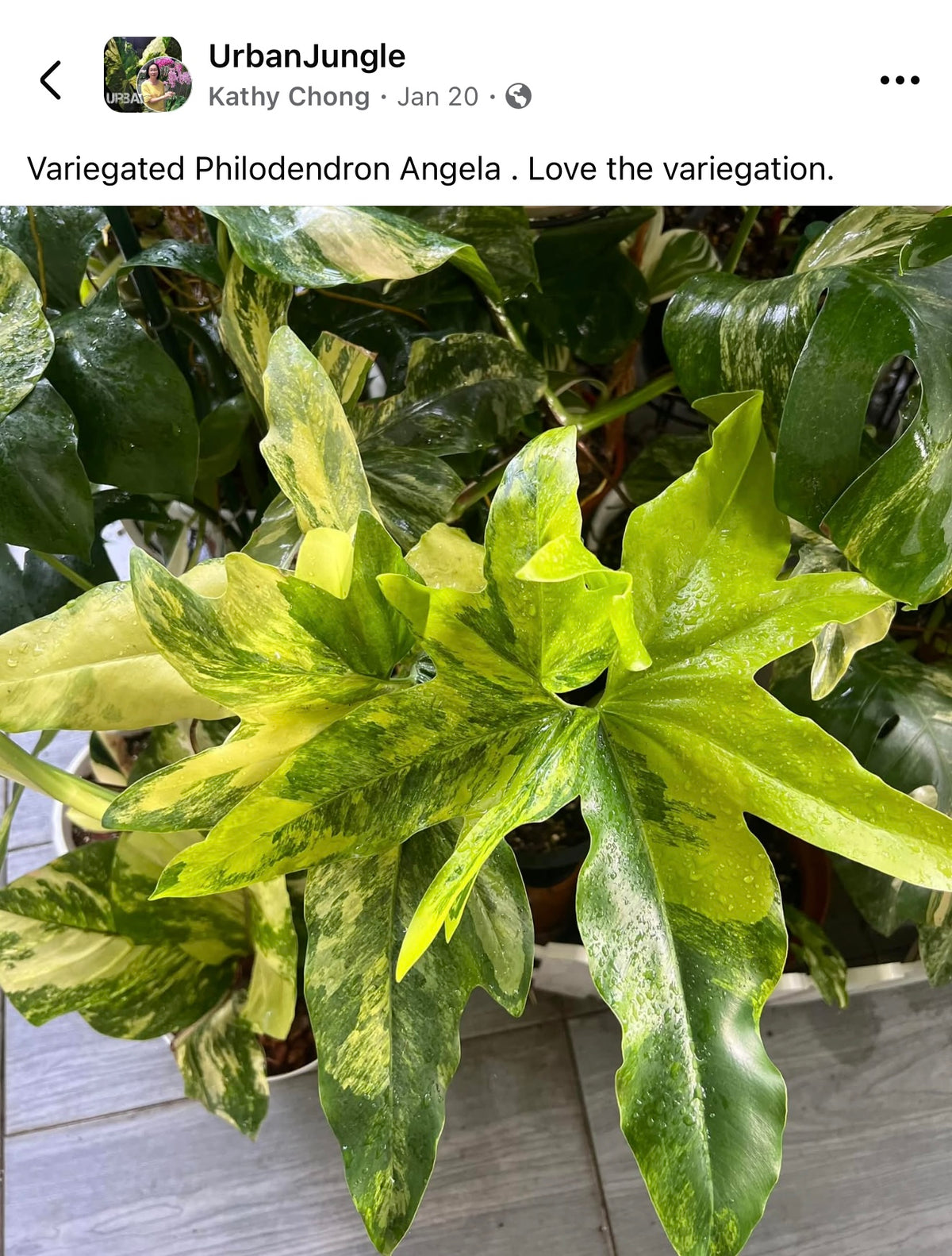 Philodendron Angela Variegated
