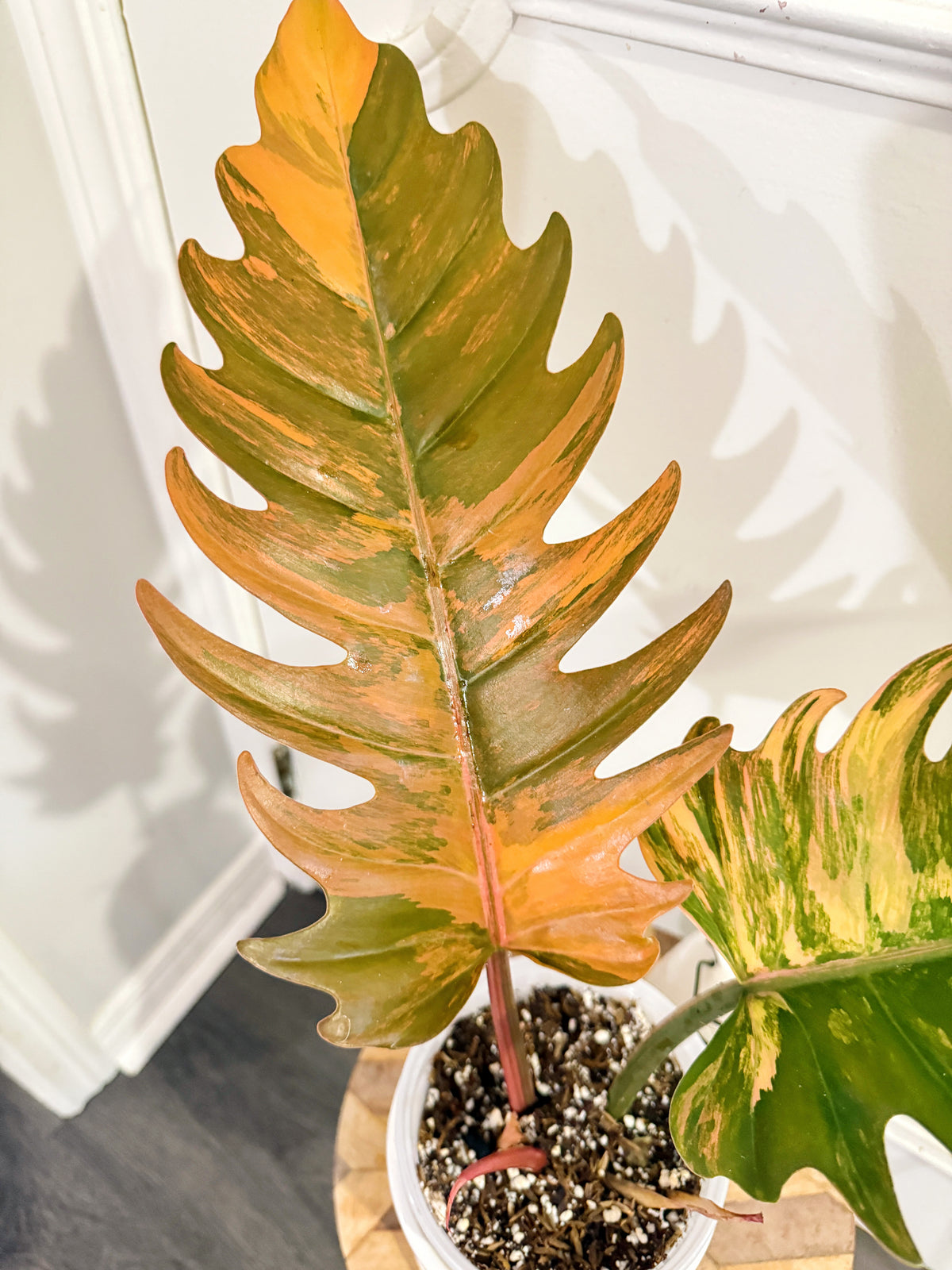 Philodendron Caramel Marble