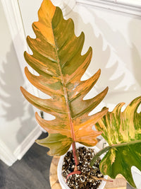 Philodendron Caramel Marble