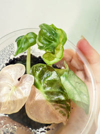 Alocasia Pink Heart Balloon