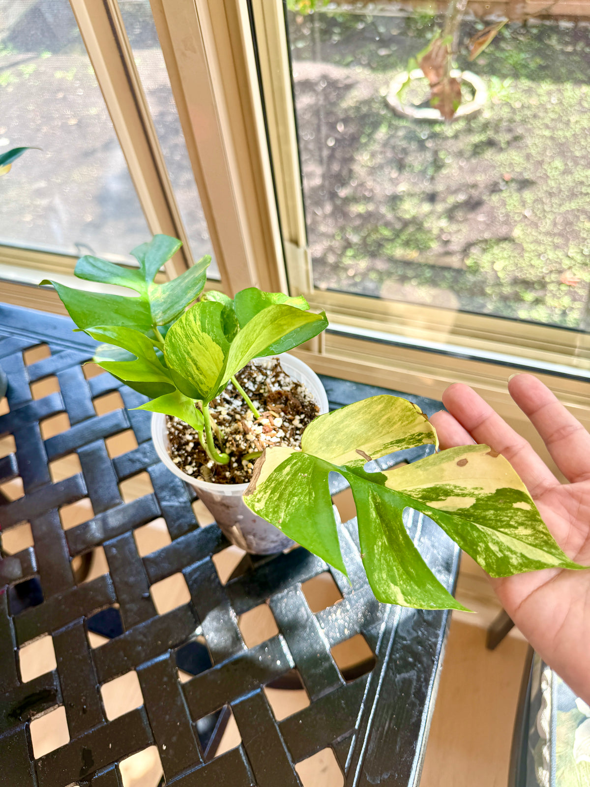 Rhaphidophora Tetrasperma Aurea