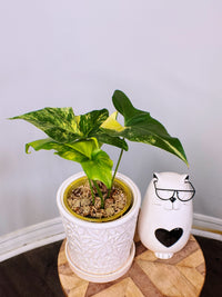 Philodendron Angela Variegated