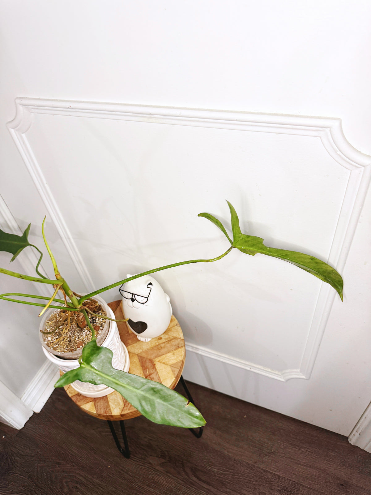 Philodendron Longilobatum Lelano Miyano