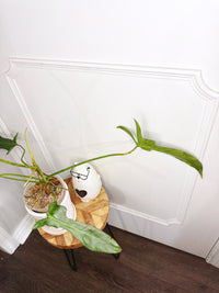 Philodendron Longilobatum Lelano Miyano