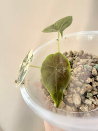 Alocasia Azlanii Aurea