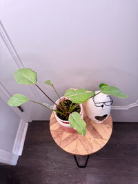 Homalomena Mutant Pink Stardust