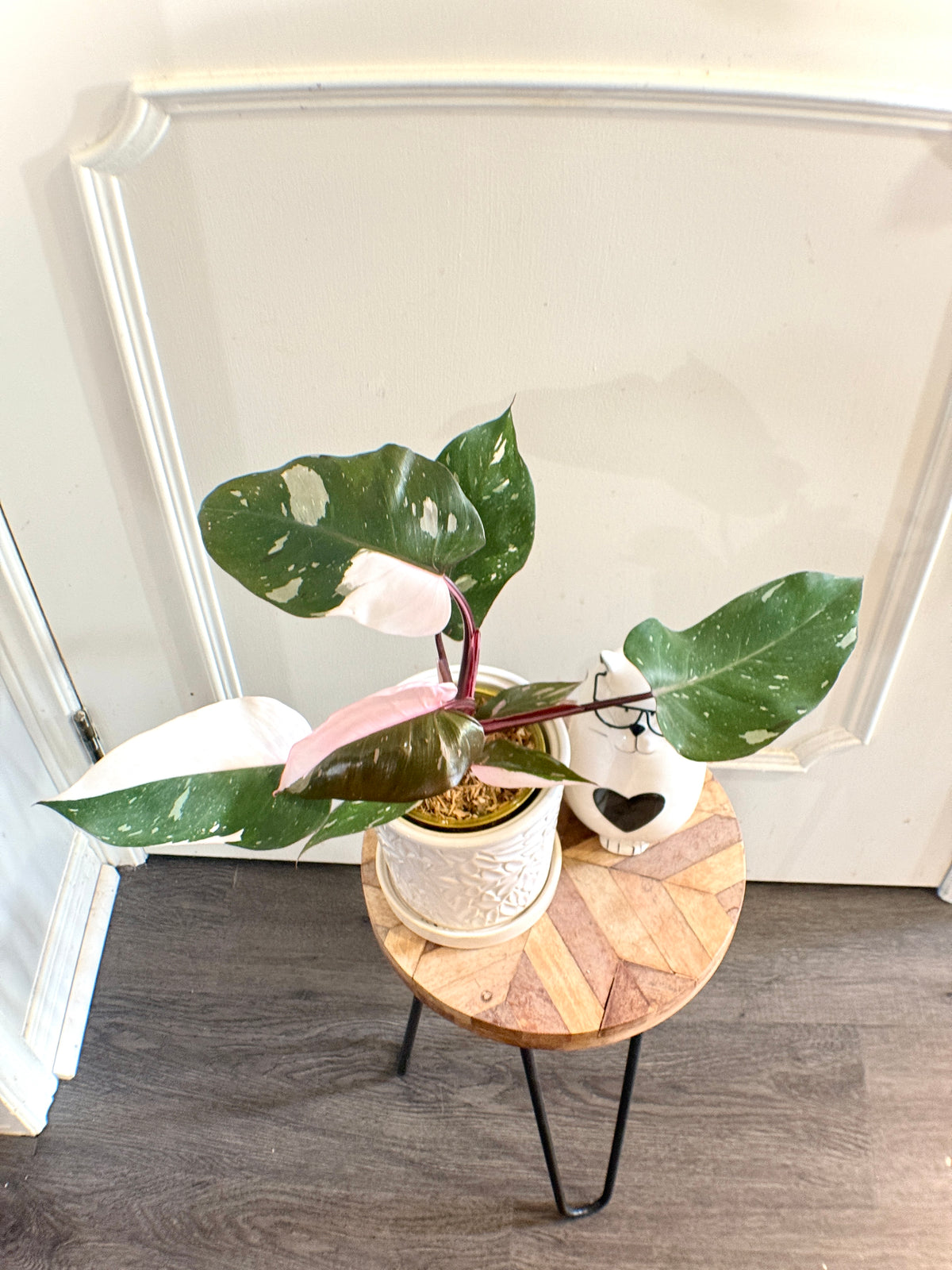 Philodendron Red Anderson Variegated