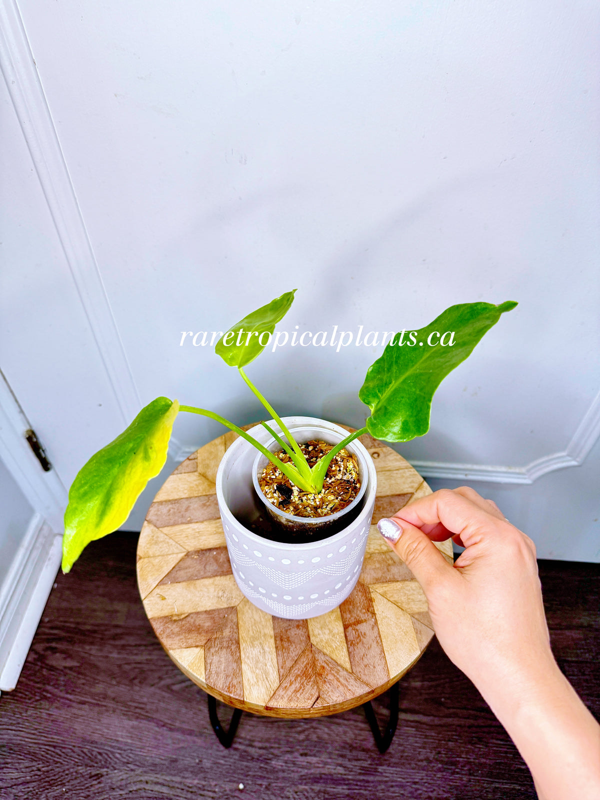 Monstera Form NOID Variegated