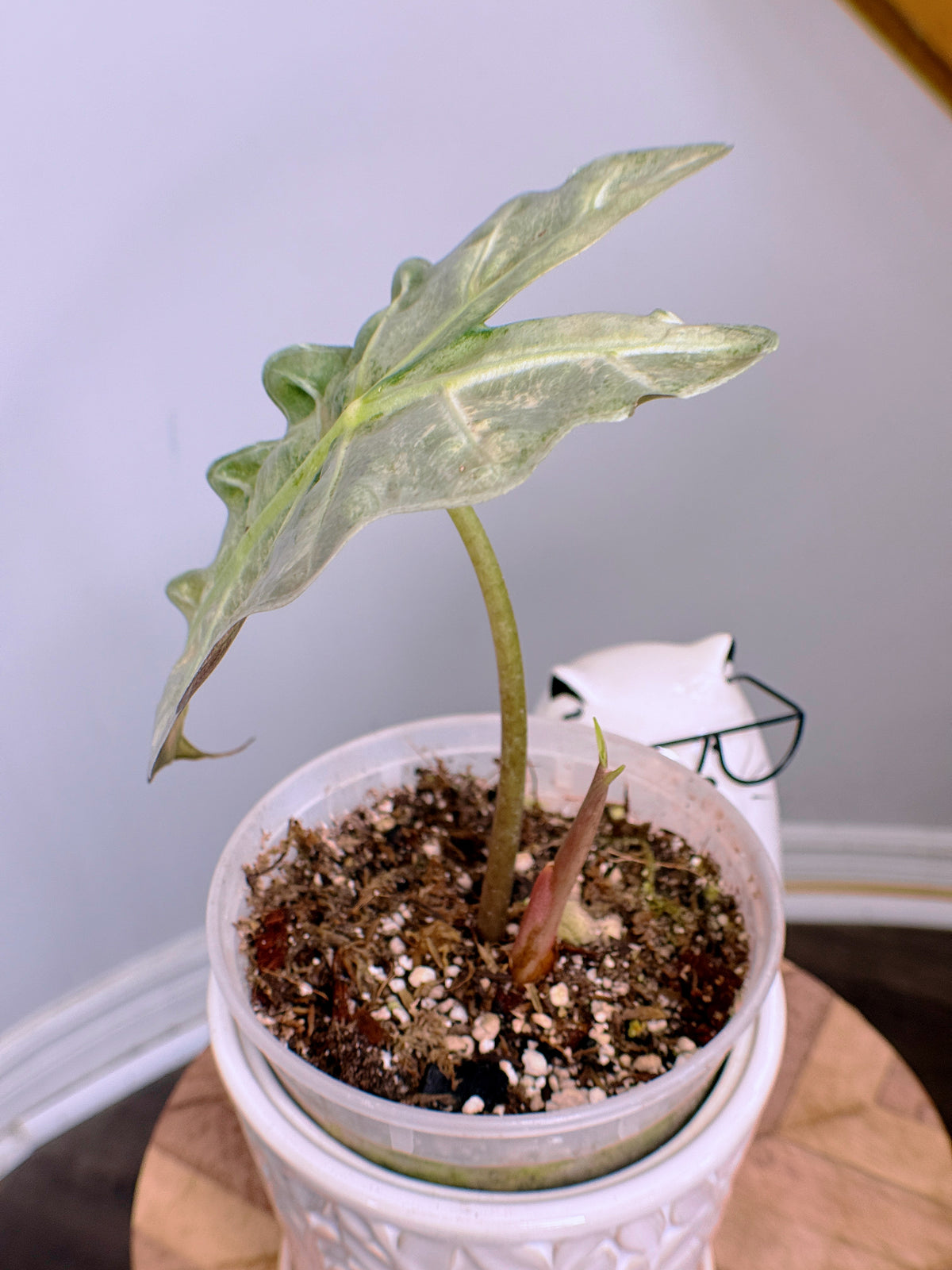 Alocasia Amazonica Pink Mint