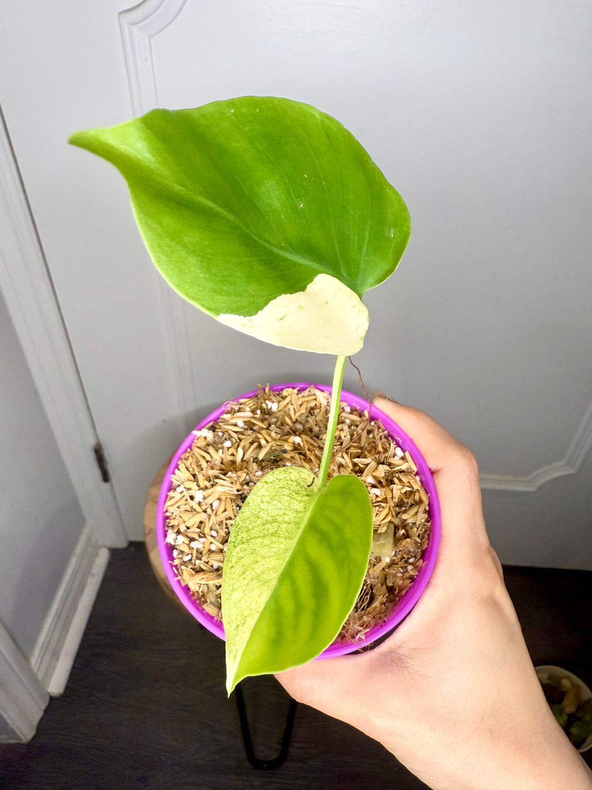 Monstera Deliciosa White Tear (Non TC)