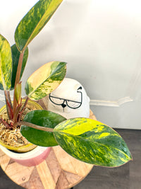 Philodendron Red Congo Variegated