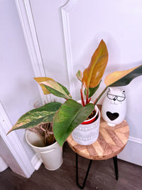 Philodendron Red Congo Variegated