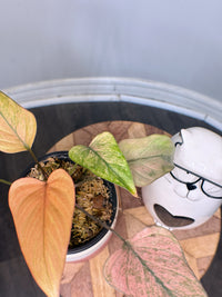 Homalomena Pink Diamond