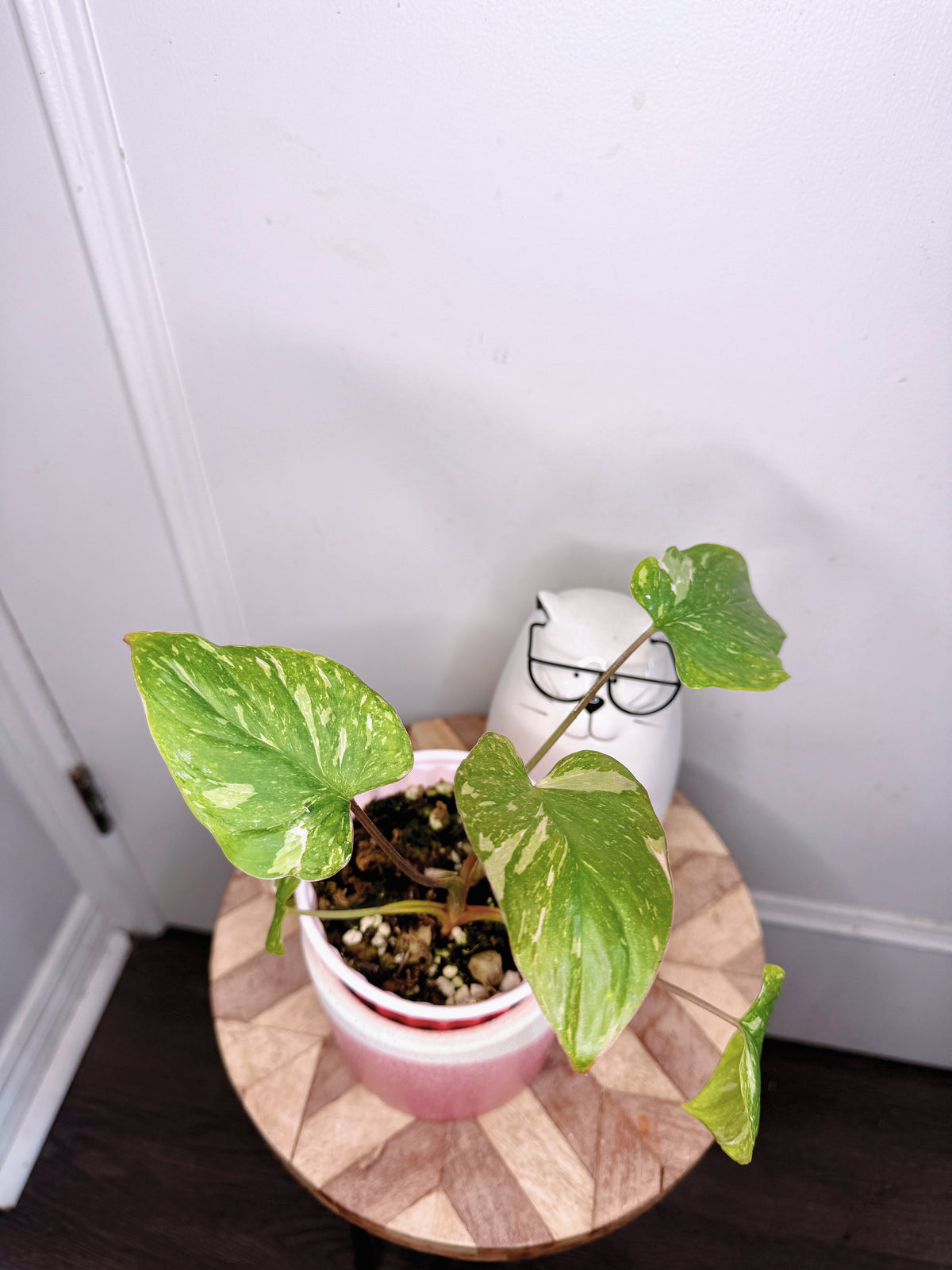 Homalomena Stardust 1