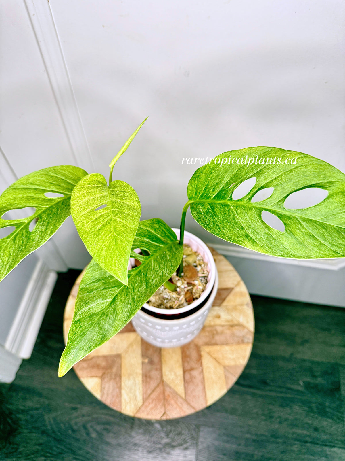 Monstera Laniata Mint