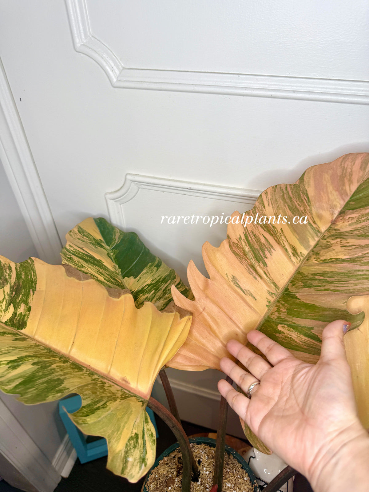 Philodendron Caramel Marble