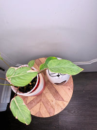 Homalomena Mutant Pink Stardust