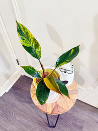 Philodendron Red Congo Variegated