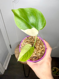 Monstera Deliciosa White Tear (Non TC)
