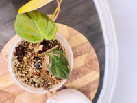 Philodendron Micans Pink