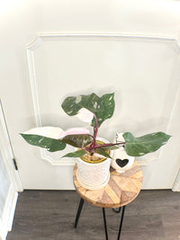 Philodendron Red Anderson Variegated