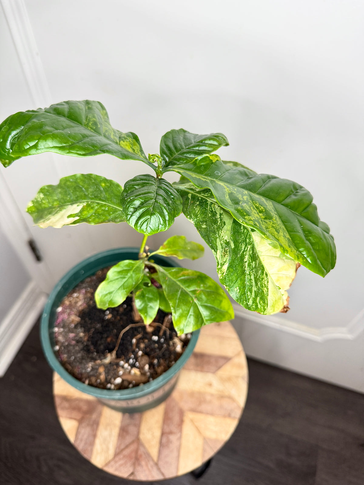 Arabica Coffee Tree Variegated