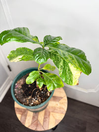 Arabica Coffee Tree Variegated