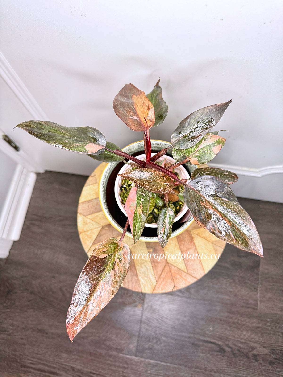 Philodendron Pink Princess Tricolour 5