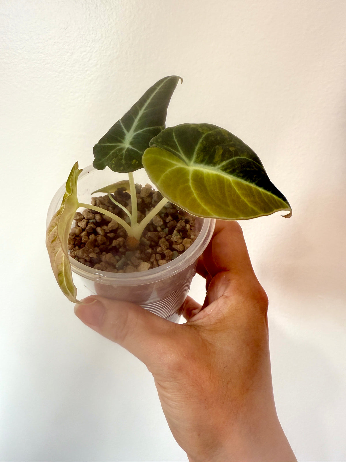 Alocasia Black Velvet Gold