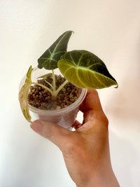 Alocasia Black Velvet Gold