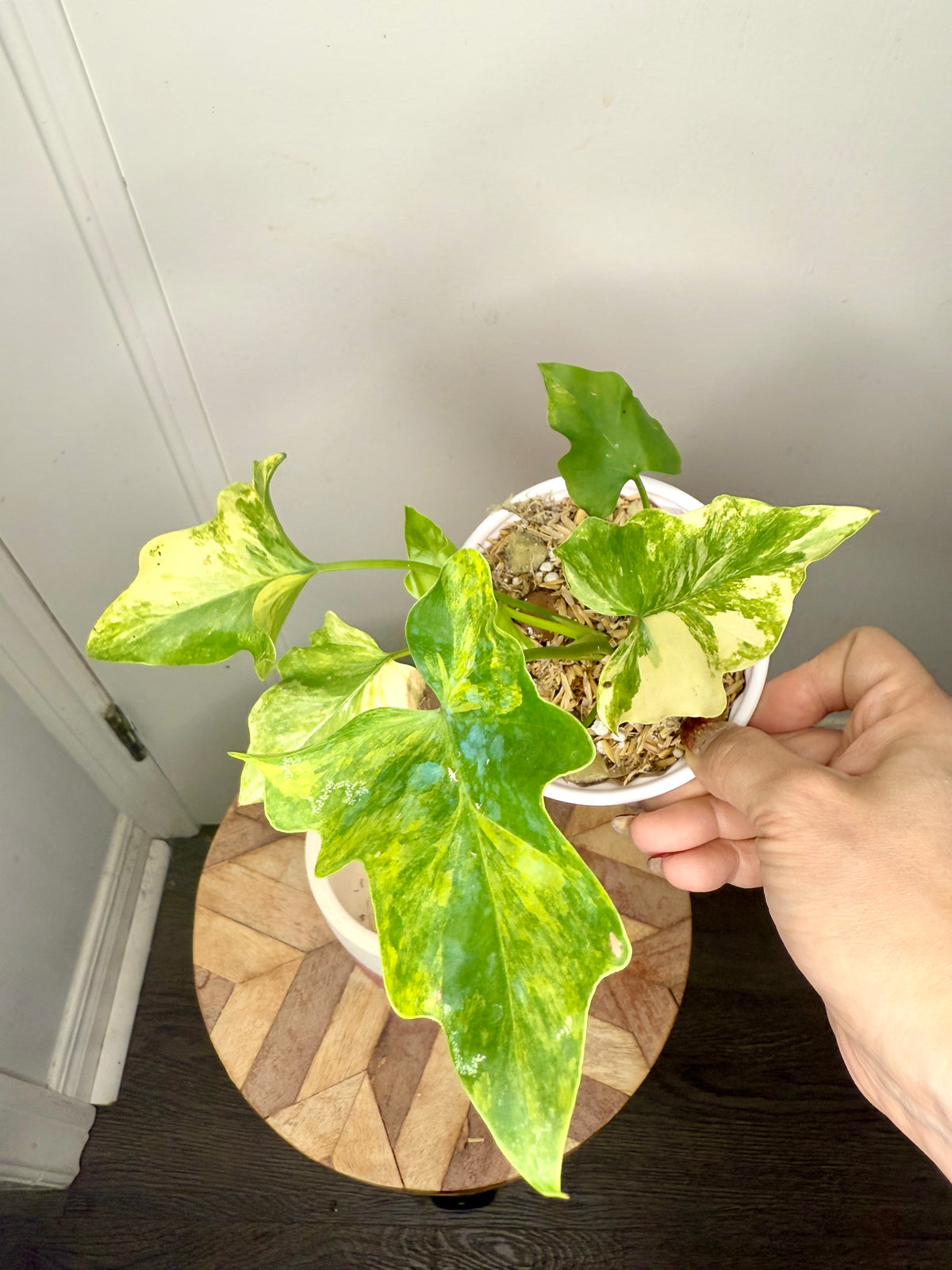 Philodendron Selloum Aurea