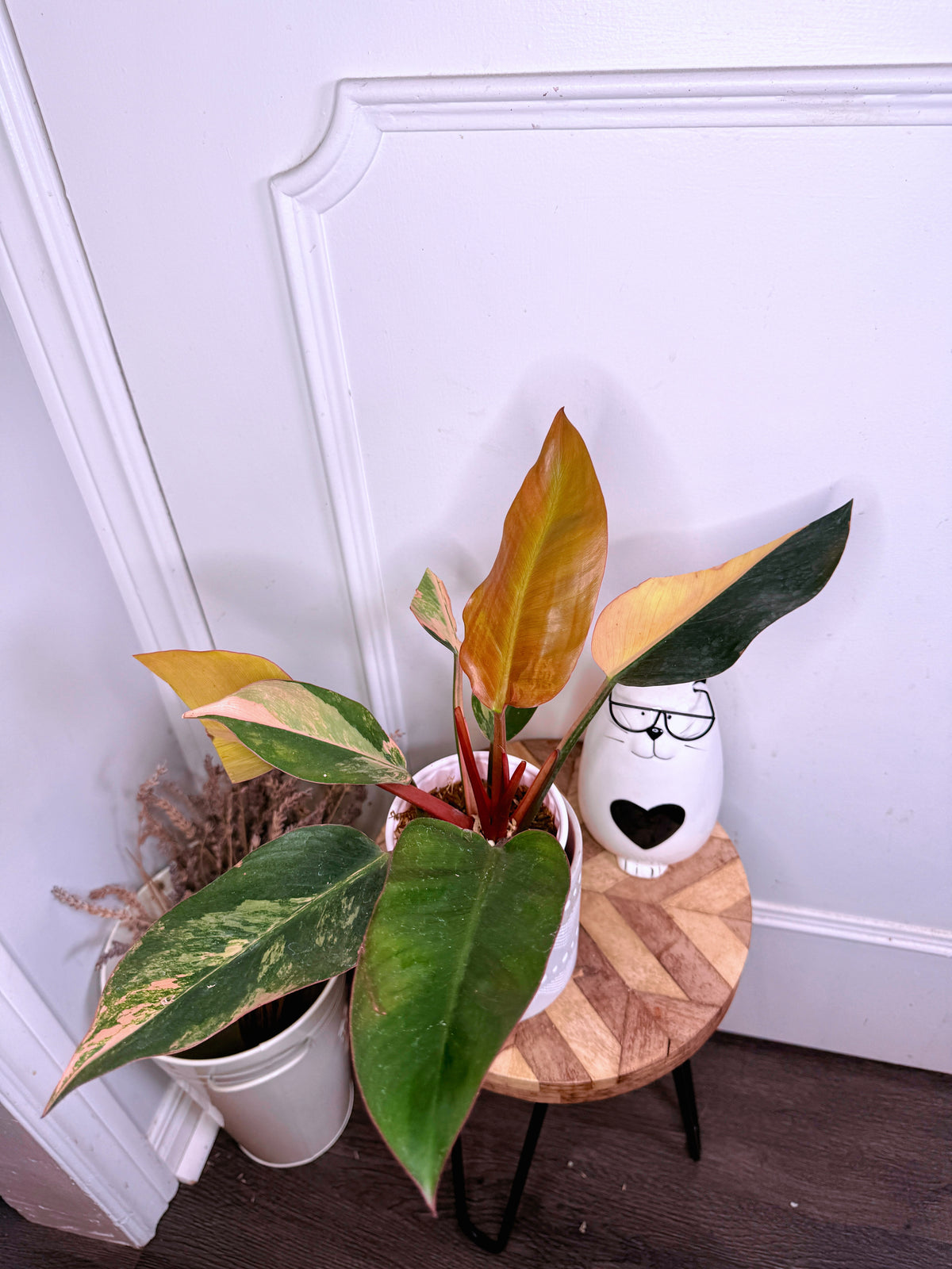 Philodendron Red Congo Variegated