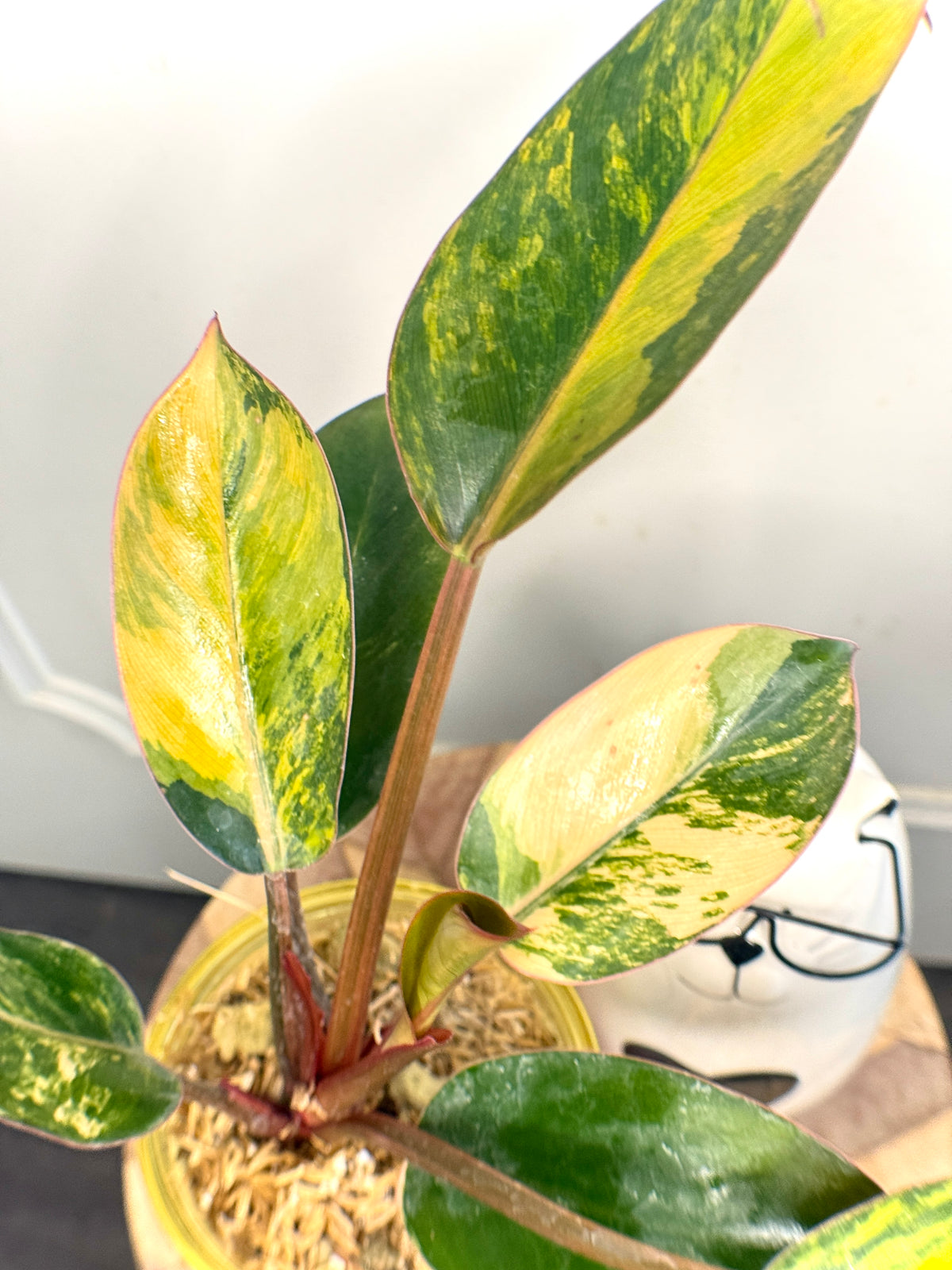 Philodendron Red Congo Variegated