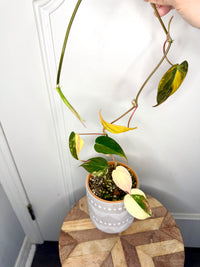 Philodendron Micans Variegated