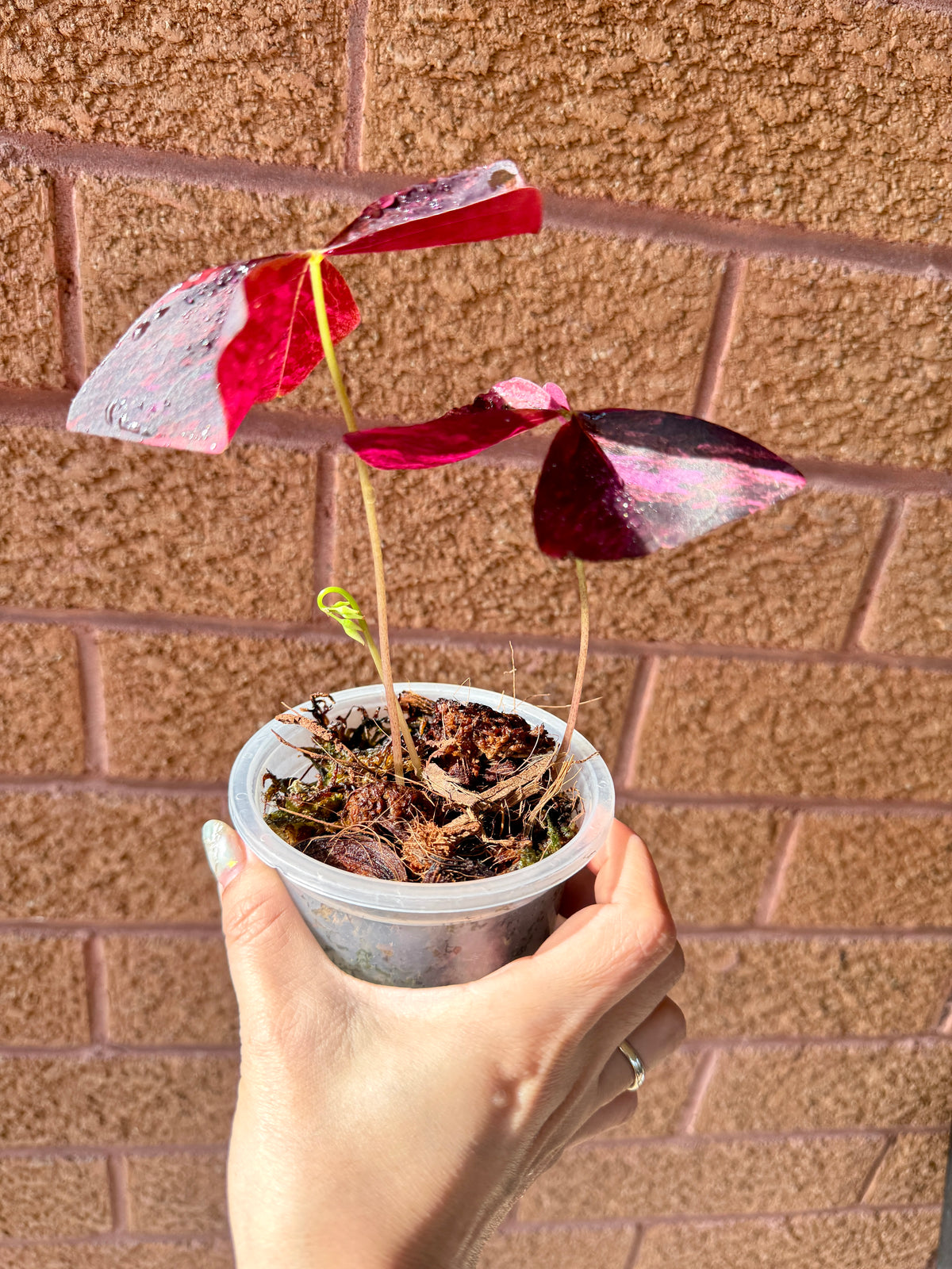 Oxalis Triangularis Variegated