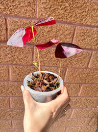 Oxalis Triangularis Variegated
