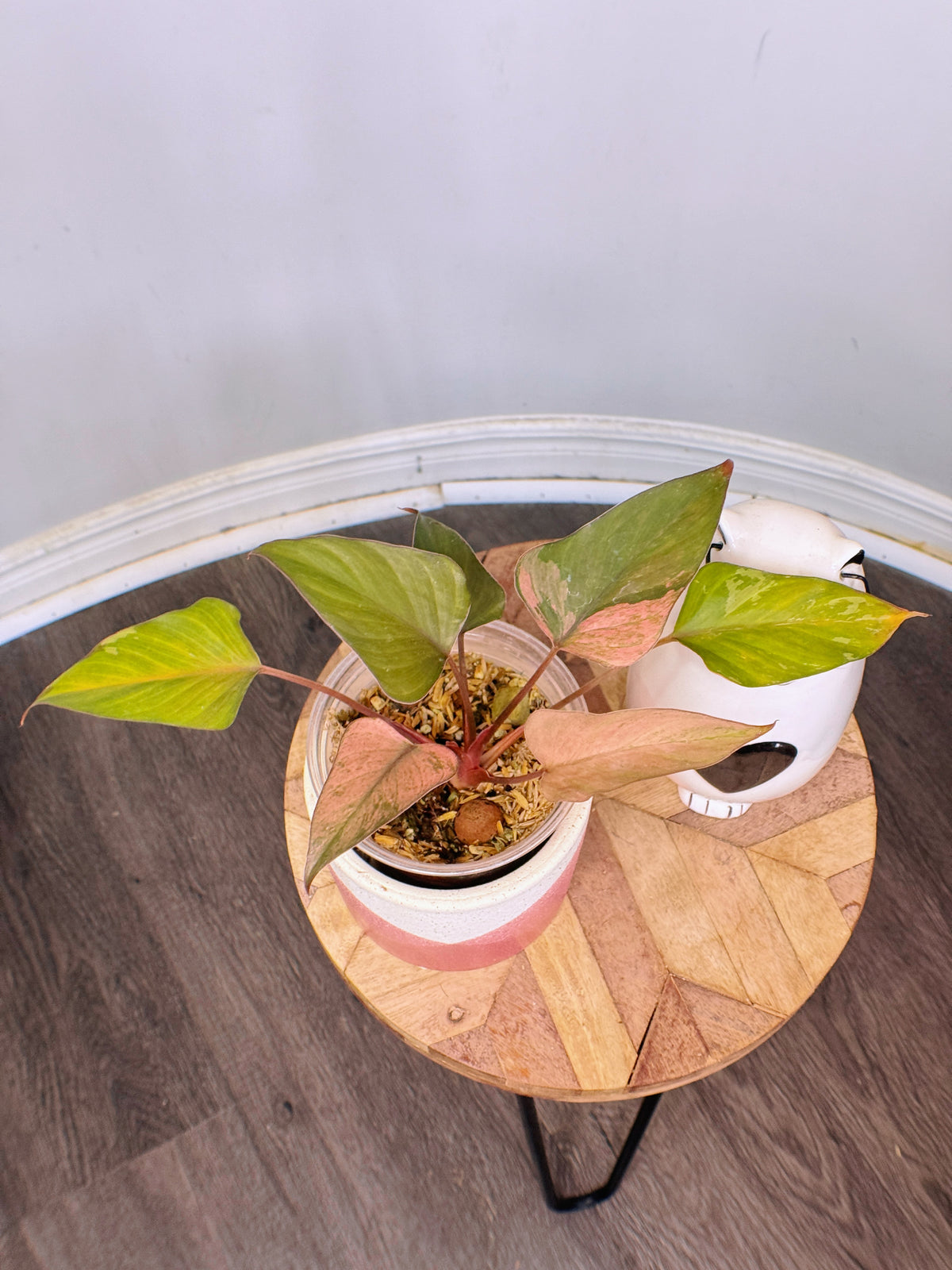 Homalomena Pink Diamond