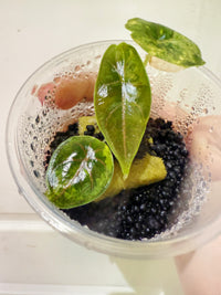 Alocasia Azlanii Aurea