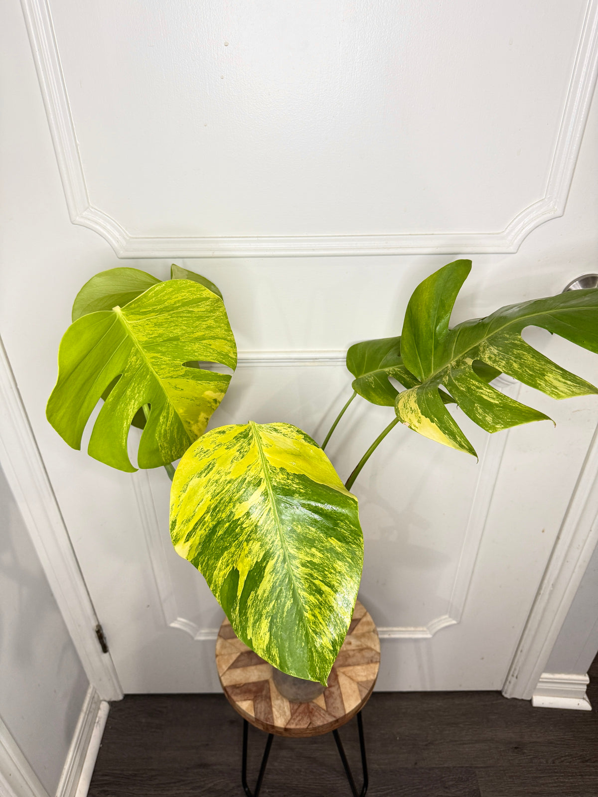 Monstera Aurea
