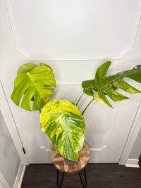 Monstera Aurea