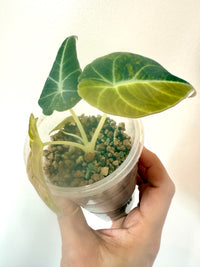 Alocasia Black Velvet Gold