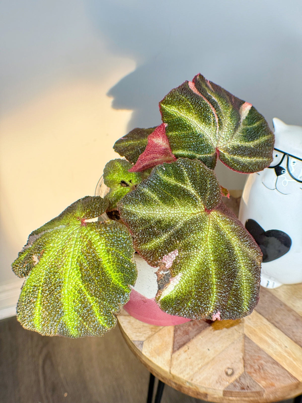 Begonia Soli Mutata Variegated