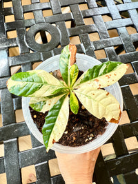 Arabica Coffee Tree Variegated