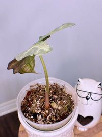 Alocasia Amazonica Pink Mint