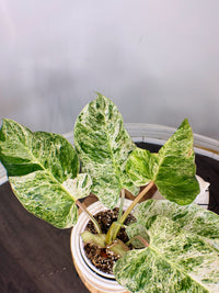 Philodendron Emerald Ice