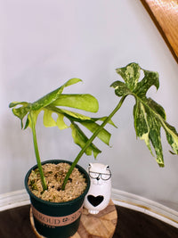 Monstera Masterpiece