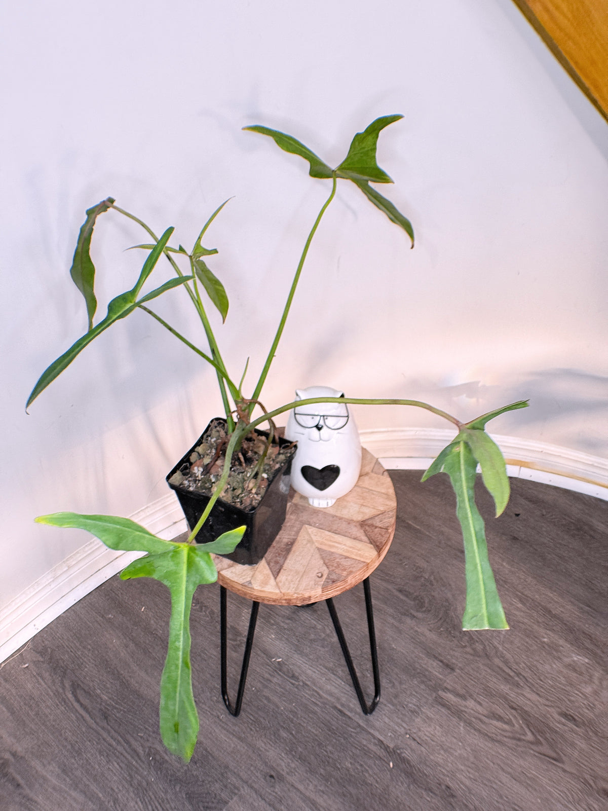 Philodendron Longilobatum Miyano Lelano