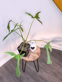 Philodendron Longilobatum Miyano Lelano